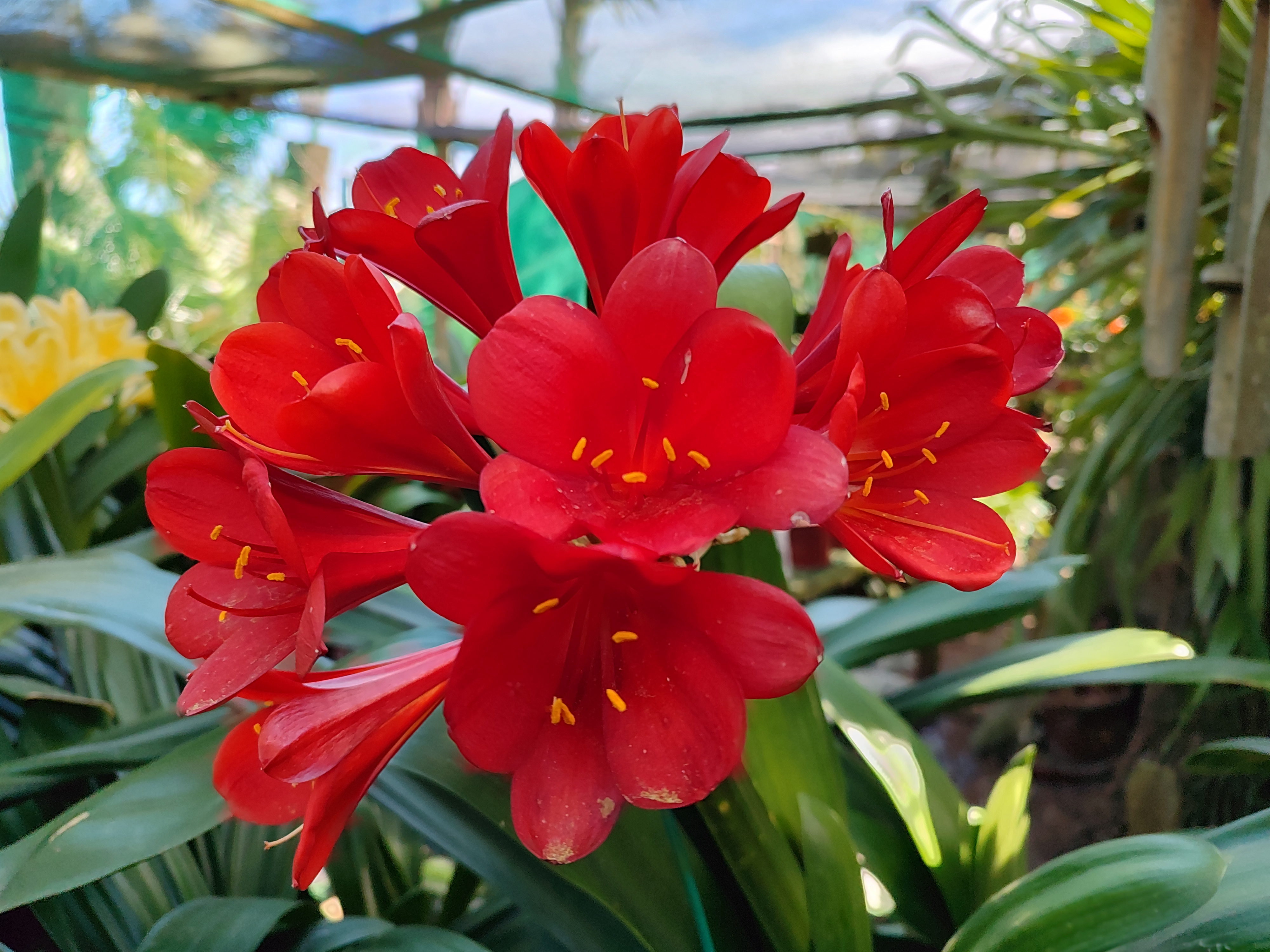 Utopia Clivias